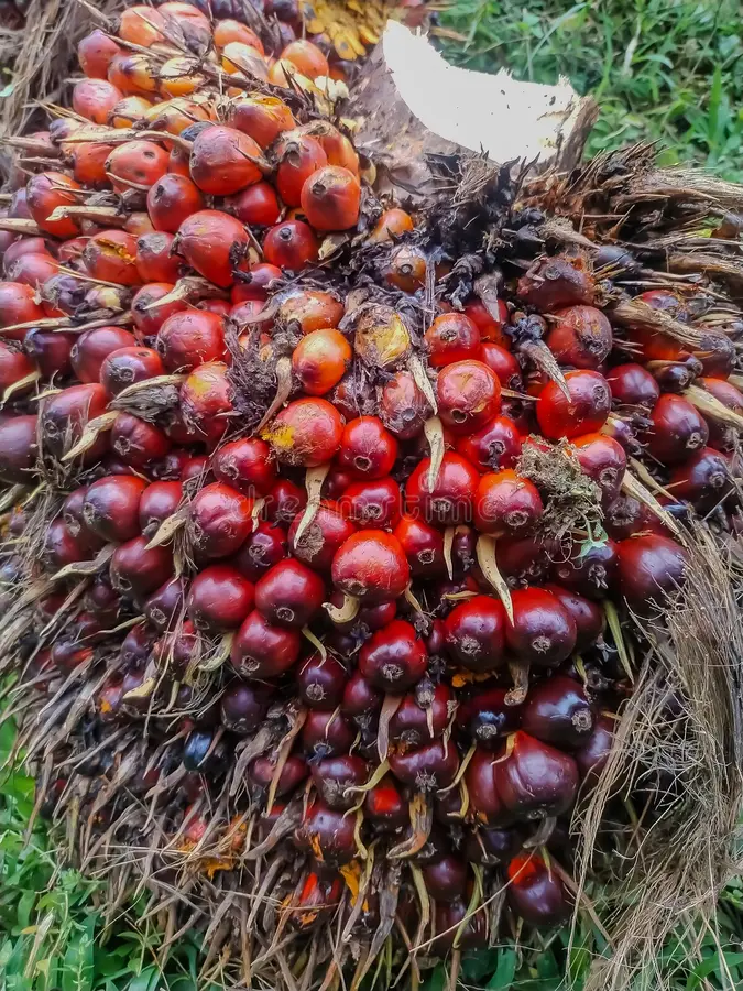 Palm Fruits Imports